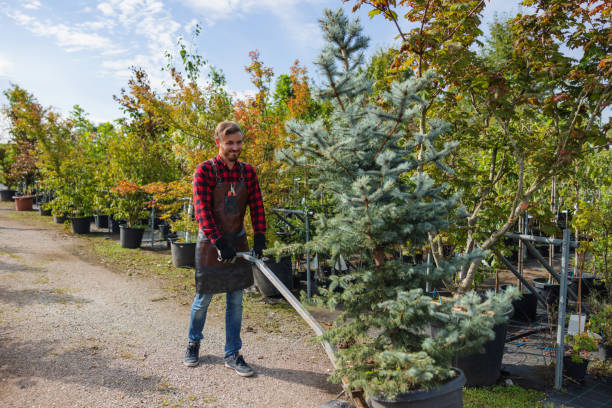 Best Fruit Tree Pruning  in Quitman, GA