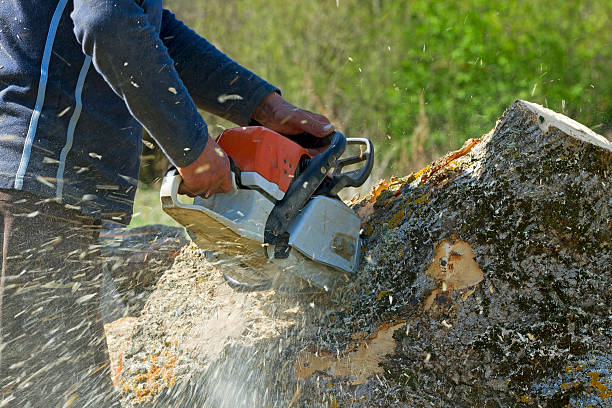 How Our Tree Care Process Works  in Quitman, GA