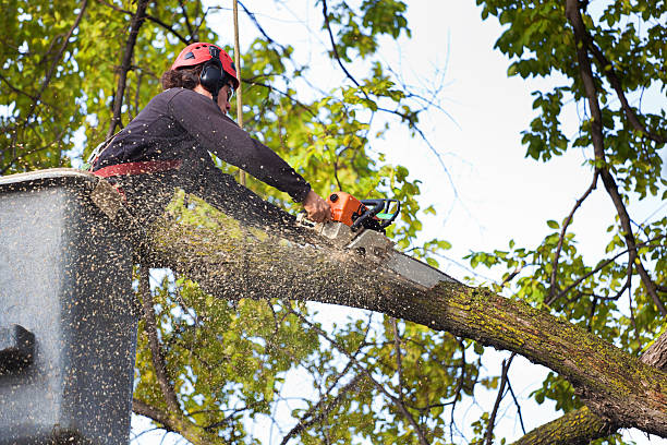 Tree and Shrub Care in Quitman, GA